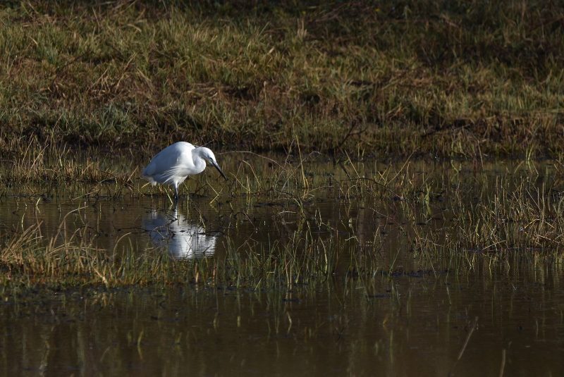 Aigrette garzette dans la Vienne